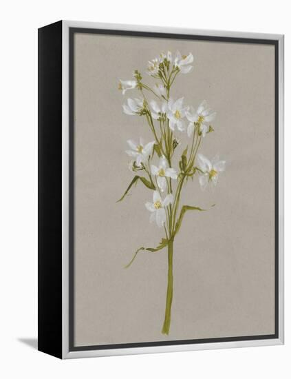 White Field Flowers I-Jennifer Goldberger-Framed Stretched Canvas