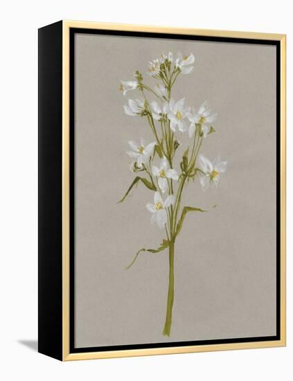White Field Flowers I-Jennifer Goldberger-Framed Stretched Canvas