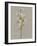 White Field Flowers I-Jennifer Goldberger-Framed Art Print