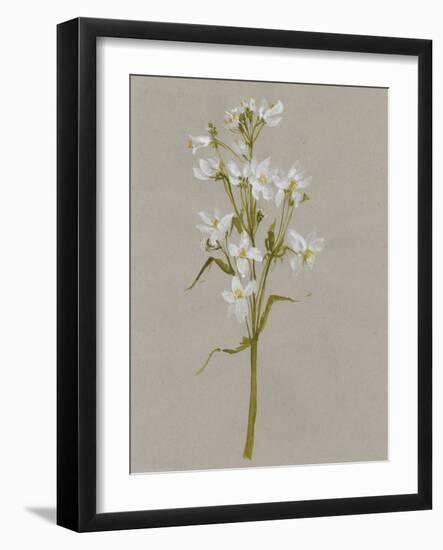 White Field Flowers I-Jennifer Goldberger-Framed Art Print