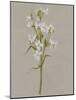 White Field Flowers I-Jennifer Goldberger-Mounted Art Print