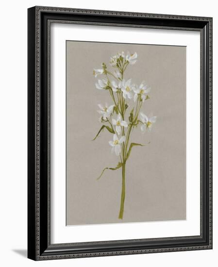 White Field Flowers I-Jennifer Goldberger-Framed Art Print