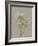 White Field Flowers IV-Jennifer Goldberger-Framed Art Print