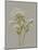 White Field Flowers IV-Jennifer Goldberger-Mounted Art Print