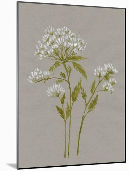 White Field Flowers IV-Jennifer Goldberger-Mounted Art Print