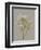 White Field Flowers IV-Jennifer Goldberger-Framed Premium Giclee Print