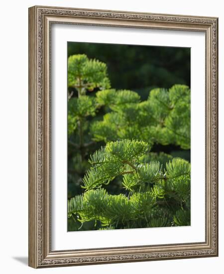 White fir needles, Abies concolor, Capulin Springs Trail, Sandia Mountains, New Mexico-Maresa Pryor-Framed Photographic Print