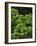 White fir needles, Abies concolor, Capulin Springs Trail, Sandia Mountains, New Mexico-Maresa Pryor-Framed Photographic Print