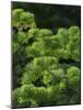 White fir needles, Abies concolor, Capulin Springs Trail, Sandia Mountains, New Mexico-Maresa Pryor-Mounted Photographic Print