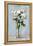 White Floral Arrangement I-Ethan Harper-Framed Stretched Canvas