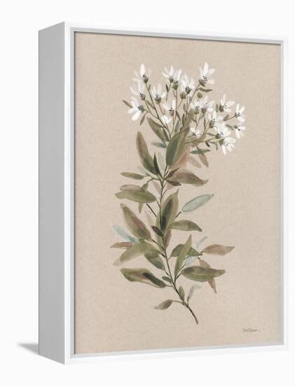 White Floral Stem I-Carol Robinson-Framed Stretched Canvas