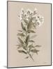 White Floral Stem I-Carol Robinson-Mounted Art Print