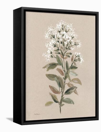 White Floral Stem II-Carol Robinson-Framed Stretched Canvas