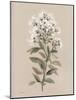 White Floral Stem II-Carol Robinson-Mounted Art Print