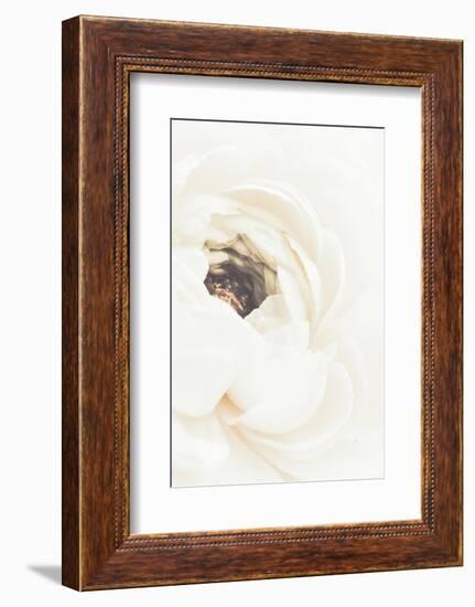 White Flower 01-1x Studio III-Framed Photographic Print