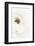 White Flower 01-1x Studio III-Framed Photographic Print