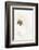 White Flower 01-1x Studio III-Framed Photographic Print