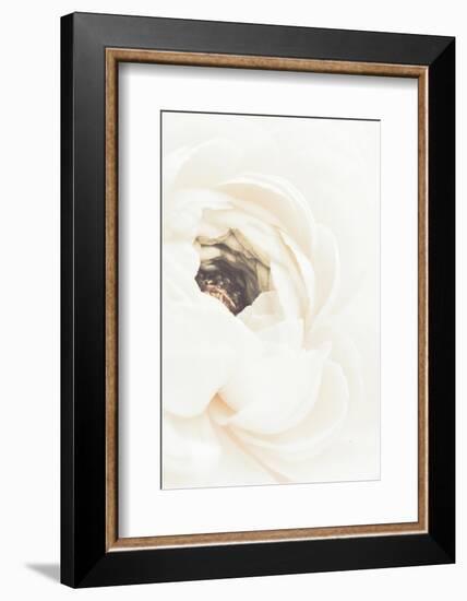 White Flower 01-1x Studio III-Framed Photographic Print