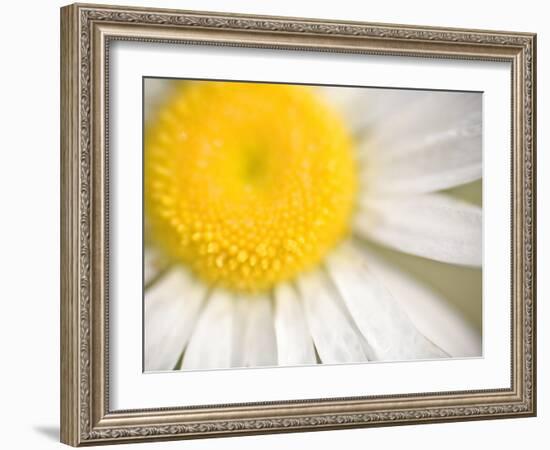 White Flower Close Up, the White River, Akansas-Andrew R. Slaton-Framed Photographic Print