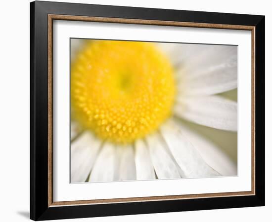 White Flower Close Up, the White River, Akansas-Andrew R. Slaton-Framed Photographic Print