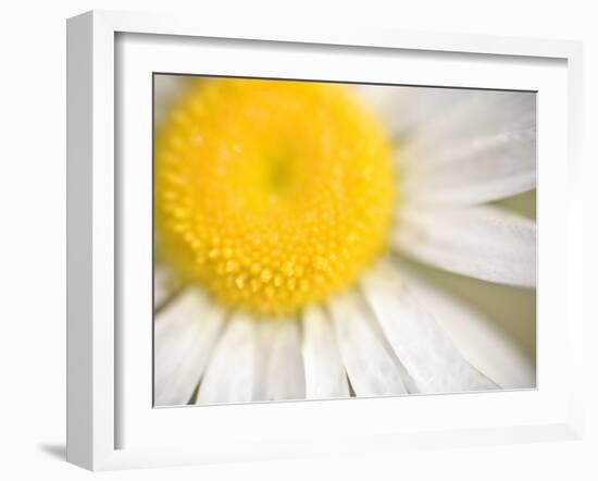 White Flower Close Up, the White River, Akansas-Andrew R. Slaton-Framed Photographic Print