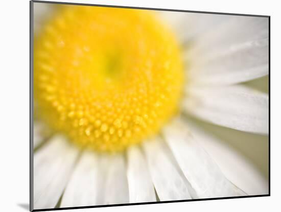 White Flower Close Up, the White River, Akansas-Andrew R. Slaton-Mounted Photographic Print