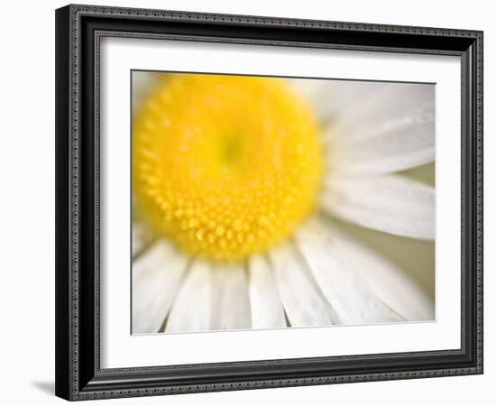 White Flower Close Up, the White River, Akansas-Andrew R. Slaton-Framed Photographic Print