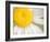 White Flower Close Up, the White River, Akansas-Andrew R. Slaton-Framed Photographic Print