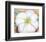 White Flower on Red Earth, No. 1, c.1946-Georgia O'Keeffe-Framed Art Print