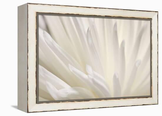 White Flower-PhotoINC-Framed Premier Image Canvas