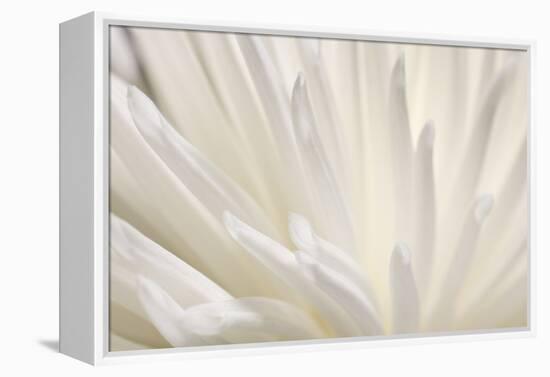 White Flower-PhotoINC-Framed Premier Image Canvas