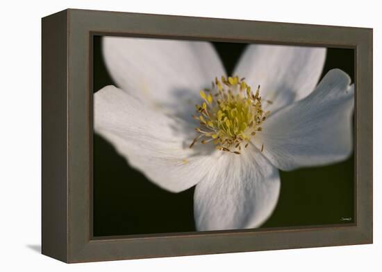 White Flower-Gordon Semmens-Framed Premier Image Canvas