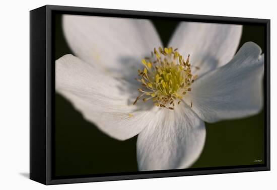 White Flower-Gordon Semmens-Framed Premier Image Canvas