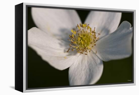 White Flower-Gordon Semmens-Framed Premier Image Canvas