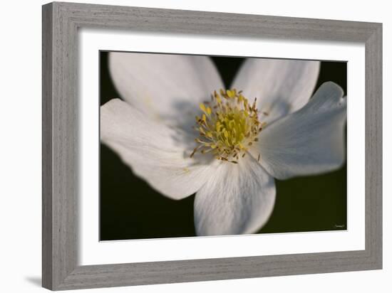 White Flower-Gordon Semmens-Framed Photographic Print