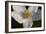 White Flower-Gordon Semmens-Framed Photographic Print