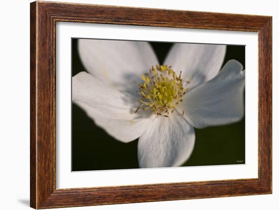 White Flower-Gordon Semmens-Framed Photographic Print