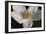 White Flower-Gordon Semmens-Framed Photographic Print