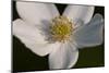 White Flower-Gordon Semmens-Mounted Photographic Print