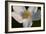 White Flower-Gordon Semmens-Framed Photographic Print