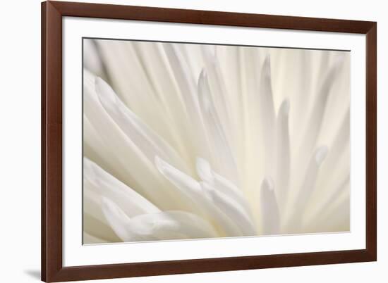 White Flower-PhotoINC-Framed Photographic Print