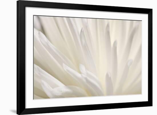 White Flower-PhotoINC-Framed Photographic Print