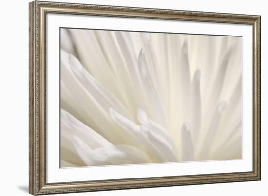 White Flower-PhotoINC-Framed Photographic Print