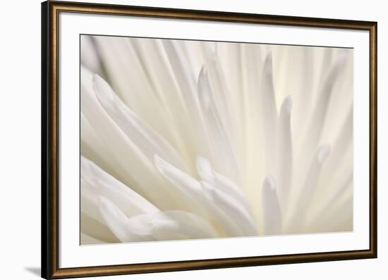 White Flower-PhotoINC-Framed Photographic Print