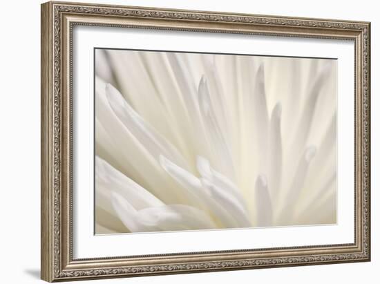 White Flower-PhotoINC-Framed Photographic Print