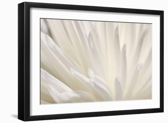 White Flower-PhotoINC-Framed Photographic Print