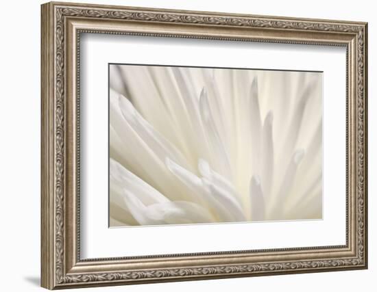 White Flower-PhotoINC-Framed Photographic Print