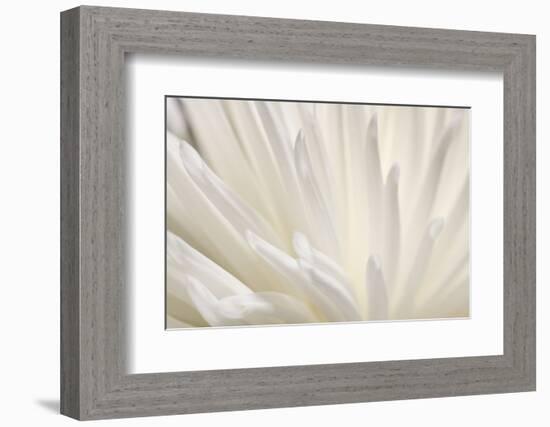 White Flower-PhotoINC-Framed Photographic Print