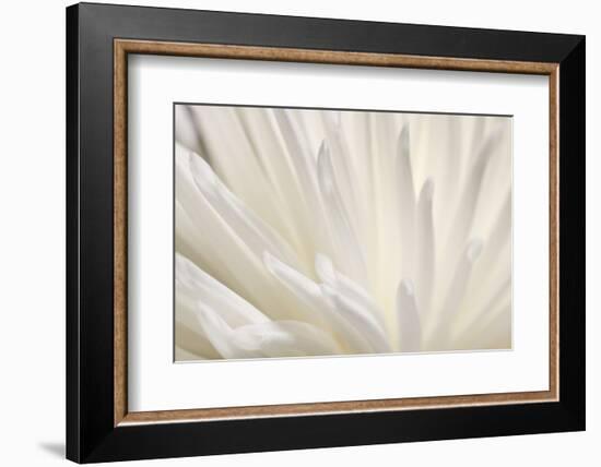 White Flower-PhotoINC-Framed Photographic Print