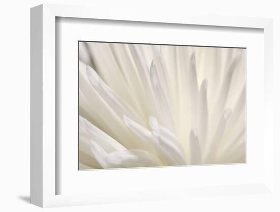 White Flower-PhotoINC-Framed Photographic Print